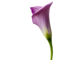 A beautiful flower resting beside an empty notebook on a transparent background, perfect for inspiration and creativity, Flower with notebook on a transparent background png