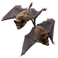 Bats perched on a plain transparent background showcasing their intricate wing structures in detail, Bats on transparent background png