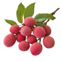 A vibrant branch of fresh litchi featuring multiple ripe fruits against a clean transparent background, Branch of delicious Litchi on transparent background cutouts png