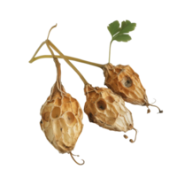Tinospora crispa plant with dried fruits and green leaf on a clean transparent background, Tinospora crispa on transparent background png