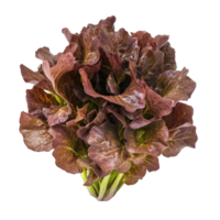 Fresh red oak lettuce displayed on a plain transparent background for culinary inspiration and healthy eating, Red oak lettuce on transparent background png