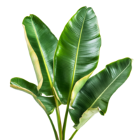 Vibrant banana branch with lush leaves on a clean transparent background for a fresh look, banana branch with leaves isolated transparent background png