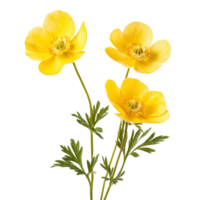 Beautiful buttercup flowers isolated on a transparent background showcasing vibrant yellow petals and delicate green foliage, Buttercup flowers isolated on transparent background cutout png