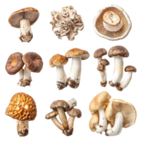 A variety of edible mushrooms showcasing porcini and shiitake on a clean transparent background, Various Mushrooms on transparent background Porcini, Shiitake, Fly Agaric, Morel png
