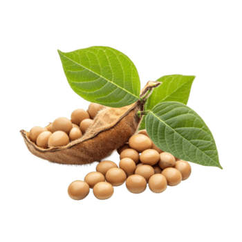 Soybeans in a pod with leaves, isolated on a transparent background showcasing their natural texture and color, Soybean isolated on transparent background png