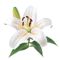 Beautiful transparent lily flower isolated on a transparent background showcasing delicate petals and vibrant green leaves, lily flower isolated on transparent background cutout png