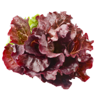 Fresh red lettuce isolated on transparent background perfect for healthy dishes and salads at any mealtime, red lettuce vegetable isolated on transparent background png