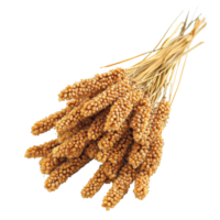 A fresh bundle of millet against a crisp transparent background showcasing its natural golden hue and texture, Millet on transparent background png