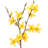 Bright yellow forsythia flowers isolated on a transparent background showcase early spring beauty and vibrancy of nature, forsythia flowers isolated on transparent background png