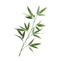 A single bamboo leaf on a transparent background showcasing its natural beauty and delicate structure, bamboo leaf on transparent backgroundfile png