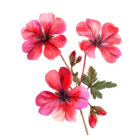 Vibrant geranium blossoms showcased against a clean transparent backdrop, highlighting their natural beauty and colors, vibrant geranium in style, isolated on a transparent background for design png