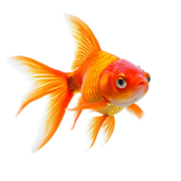 This vibrant orange goldfish glides effortlessly in a clear space, highlighting its shimmering scales and delicate fins, Orange Goldfish Isolated on transparent background png