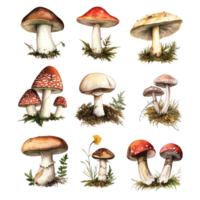 A collection of vintage mushroom illustrations on a transparent background showcasing diverse species and colors, Various types of retro vintage mushroom transparent background png
