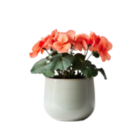 Beautiful begonia plant showcased in a simple ceramic pot against a neutral background, Begonia plant displayed in simple ceramic pot isolated on solid transparent background png