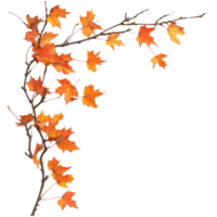 Colorful autumn maple leaves decorating a branch in warm hues against a light background, autumn maple branch leaves in top left corner edge transparent background isolated on solid transparent png