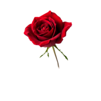 A beautiful red rose stands alone against a clean transparent background symbolizing love and elegance, Red rose isolated on transparent background png