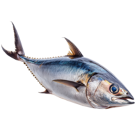 Fresh tuna fish isolated on a clean transparent background showcasing its natural color and form for culinary uses, Tuna fish isolated on transparent background png