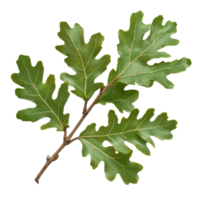 Green oak branch with vibrant leaves showcasing natural beauty and growth in a serene setting, green oak branch with leaves, file of isolated object on transparent background png
