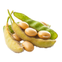 Isolated individual soybean pods with yellow soybeans on a transparent background showcasing agricultural produce, Different angle of individual soybean isolated png