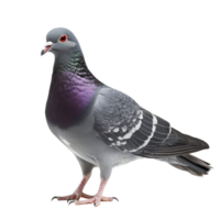 A grey pigeon stands confidently against a plain transparent background, showcasing its vibrant colors and features, grey pigeon isolated on transparent background png