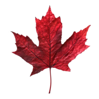 Vibrant red maple leaf displayed against a light background highlighting its intricate details and natural beauty, red maple leaf png