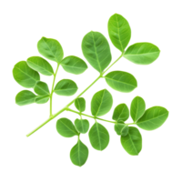 Fresh moringa leaves isolated on a transparent background showcasing their vibrant green color and unique leaf structure, Moringa isolated on transparent background png