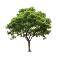 A lush green tree stands isolated against a stark transparent background, showcasing its vibrant foliage and sturdy trunk, tree isolated on transparent png