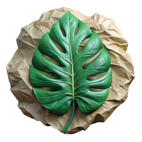 3D Render of Monstera Leaf on Crumpled Paper Background png
