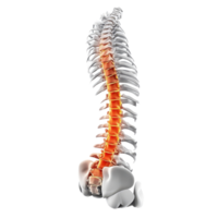 Detailed anatomical model of a human spine showcasing vertebrae structure. png