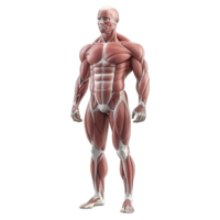 Detailed human anatomical model showcasing muscle structure and physical form. png