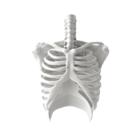 3D model of a human rib cage showing intricate skeletal structure. png
