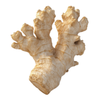A detailed close-up of fresh ginger root showcasing its unique texture and shape. png