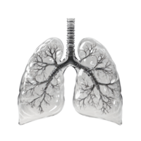 A detailed illustration of human lungs with intricate tree-like branches. png