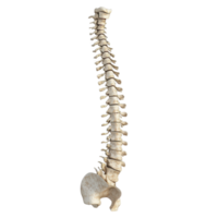 Anatomical model of a human spine showcasing vertebrae structure and alignment. png