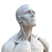 An artistic representation of human anatomy showcasing detailed muscle structure. png