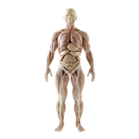 Detailed 3D anatomical model of the human body showcasing organs and muscles. png