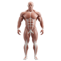 Detailed anatomical model showcasing human muscle structure and physical form. png
