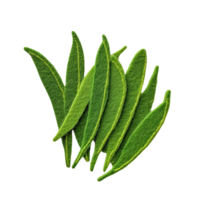 Fresh green leaves arranged beautifully on a white background. png