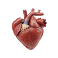 Detailed anatomical heart model showcasing realistic structure and features. png