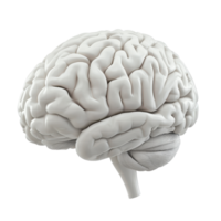 Realistic 3D rendering of a human brain showcasing its intricate structure. png