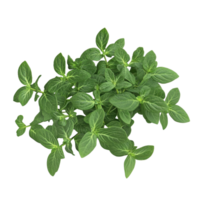 Fresh oregano leaves, vibrant green, perfect for culinary use and herbal remedies. png