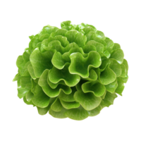 Vibrant green lettuce with a wavy texture, perfect for fresh salads and healthy meals. png