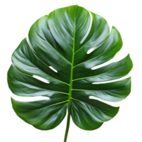 Large green monstera leaf with dramatic split patterns showcases vibrant tropical beauty in a botanical display isolated on transparent background png