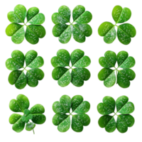 Leafy arrangement showcasing nine vibrant green four-leaf clovers with varying patterns on a white background isolated on transparent background png