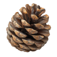 Large pine cone resting on a flat surface, showcasing intricate texture and colors in natural brown hues during daylight hours isolated on transparent background png