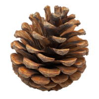 Large pine cone resting on a light background, showcasing its natural texture and intricate details isolated on transparent background png