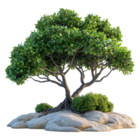 Lush green tree with expansive branches and roots on rocky ground under bright light in a natural setting isolated on transparent background png