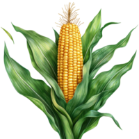 Corn cob surrounded by green leaves in a close-up view showcasing fresh produce and agriculture details isolated on transparent background png