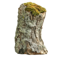 Unique tree stump covered in moss and lichen found in a forest during daylight isolated on transparent background png