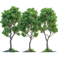 Lush green trees standing together in a sunny forest setting with vibrant leaves and intricate branches isolated on transparent background png